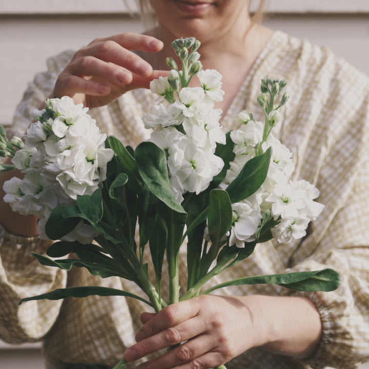 Stock Giant Avalanche White Flower | X 50 Seeds