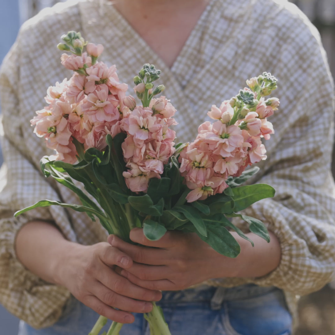 Stock Giant Column Apricot Flower | X 50 Seeds