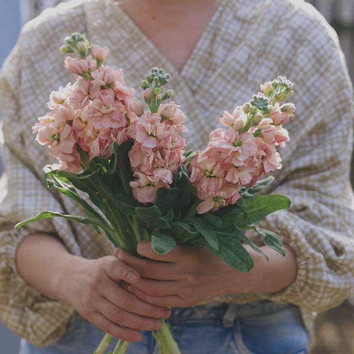 Stock Giant Column Apricot Flower | X 50 Seeds
