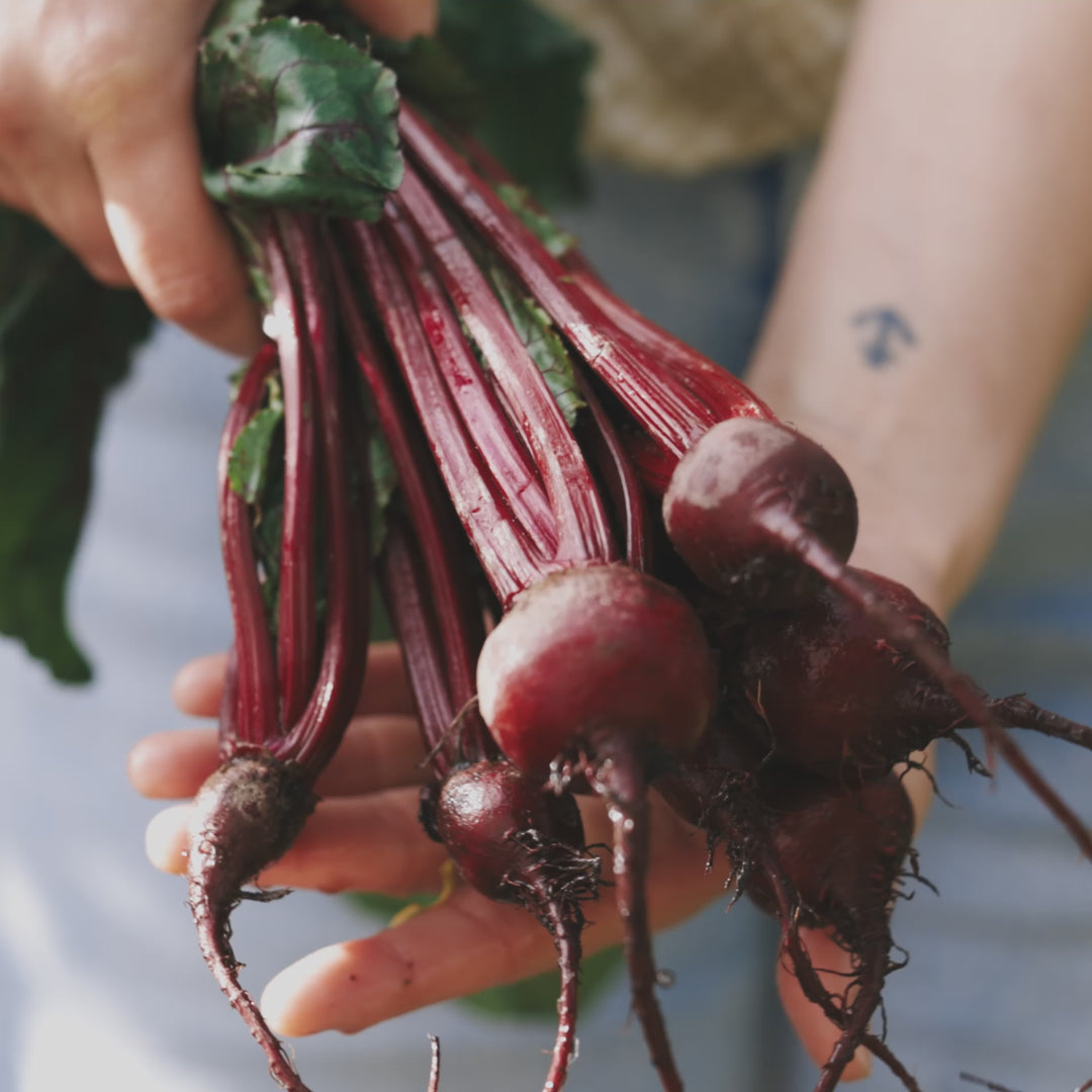 Beetroot Early Wonder Vegetable | X 100 Seeds