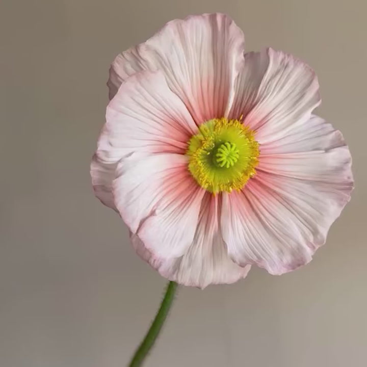 Poppy Colibri Rosa Intenso Salmonato Flower | X 50 Seeds