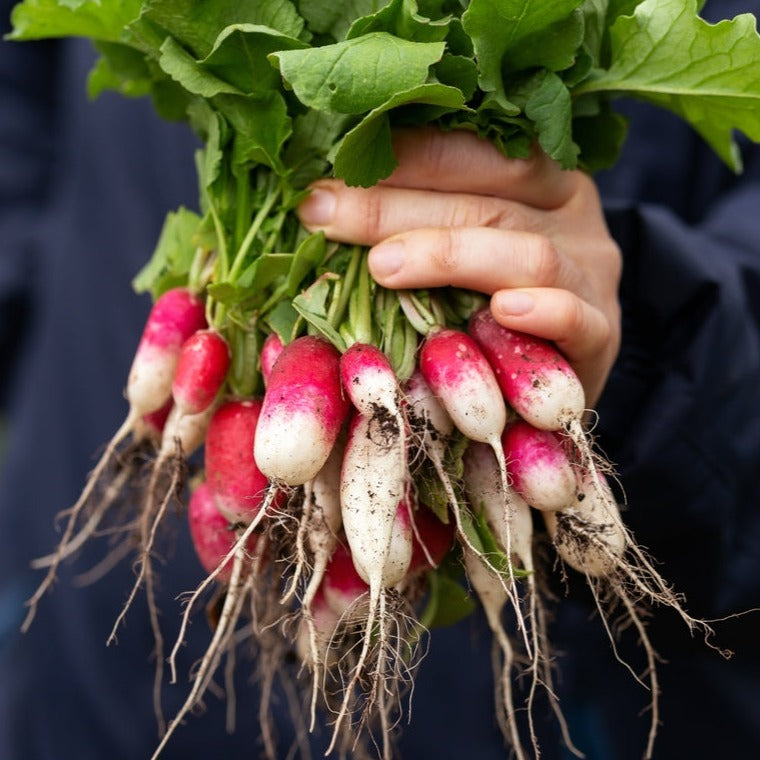 Radish French Breakfast Vegetable | X 80 Seeds