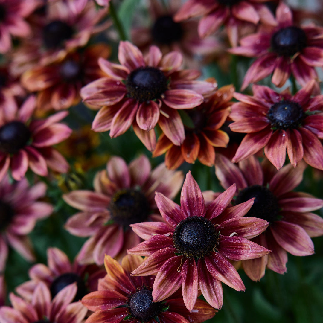 Rudbeckia Cherry Brandy Flower | X 30 Seeds