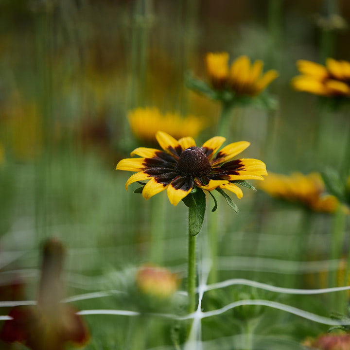 Rudbeckia Gloriosa Daisies Mix Flower | X 100 Seeds