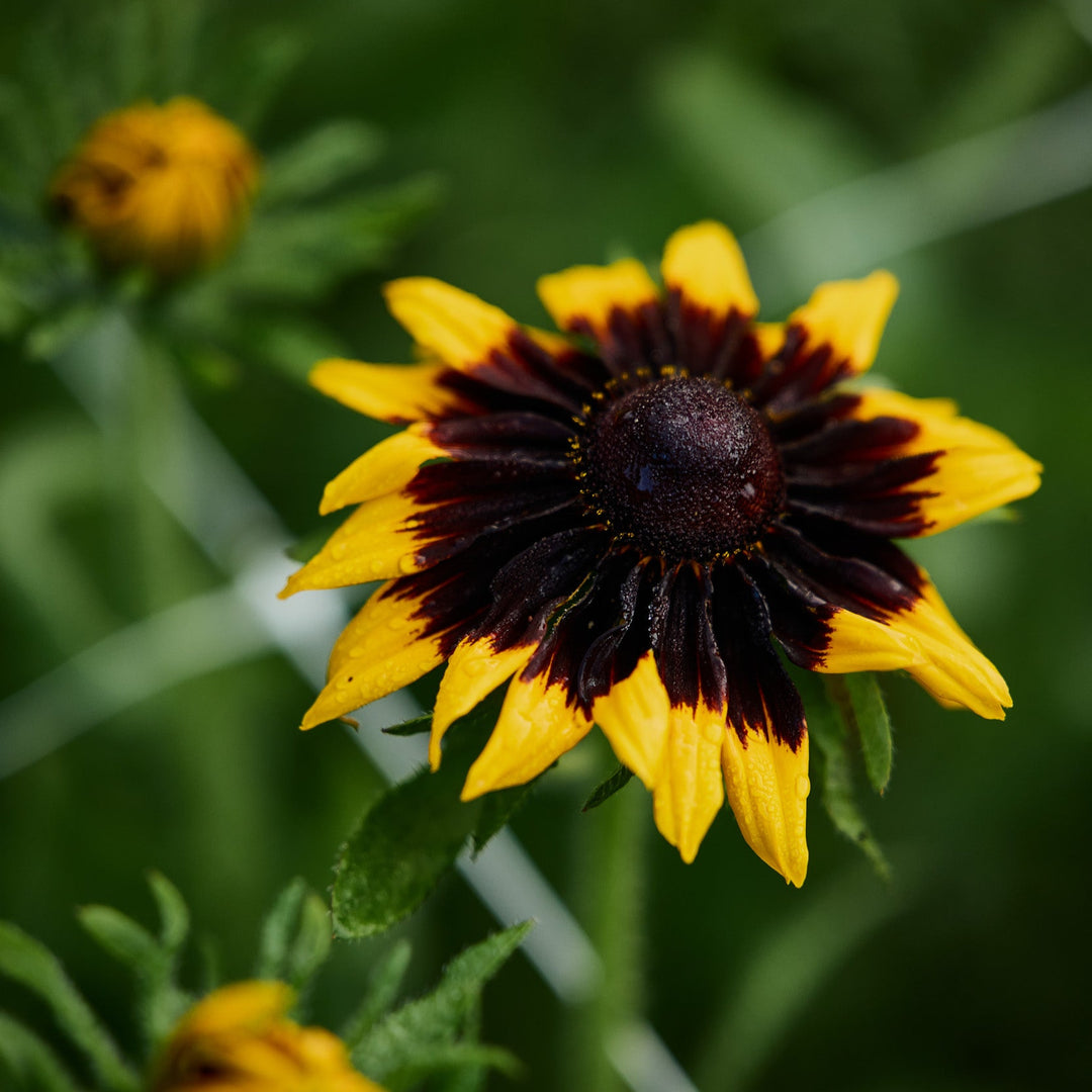 Rudbeckia Gloriosa Daisies Mix Flower | X 100 Seeds