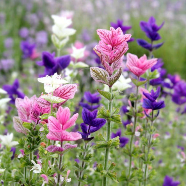 Salvia Tricolour Mix Flower | X 100 Seeds