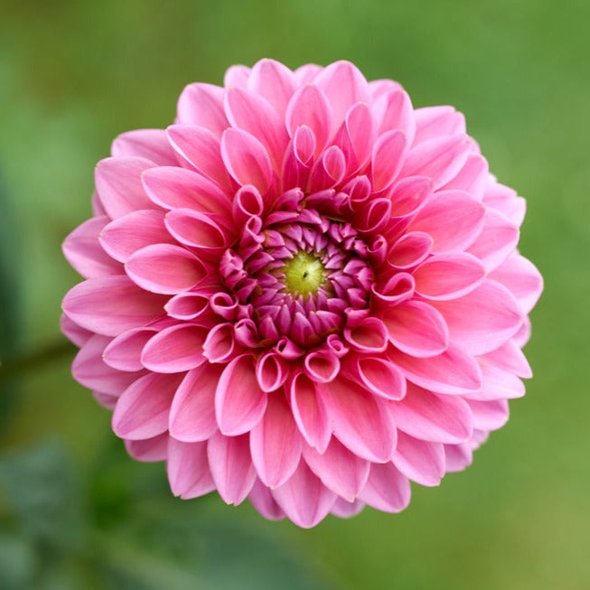 Dahlia Pink Show Tuber (NOT TO WA)