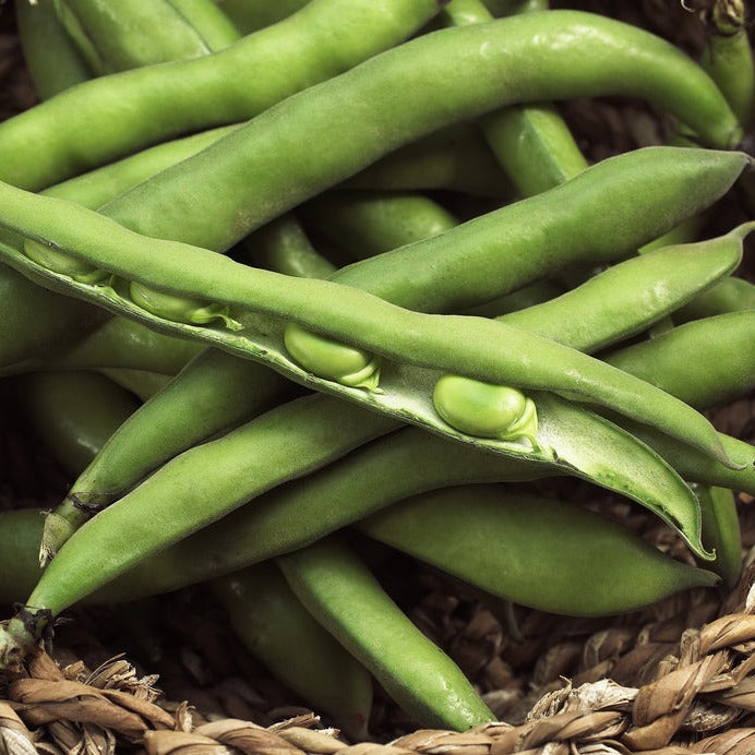 Broad Beans Aquadulce Vegetable | X 20 Seeds