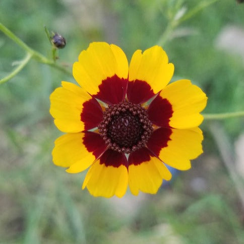 Cosmidium Brunette Flower | X 50 Seeds