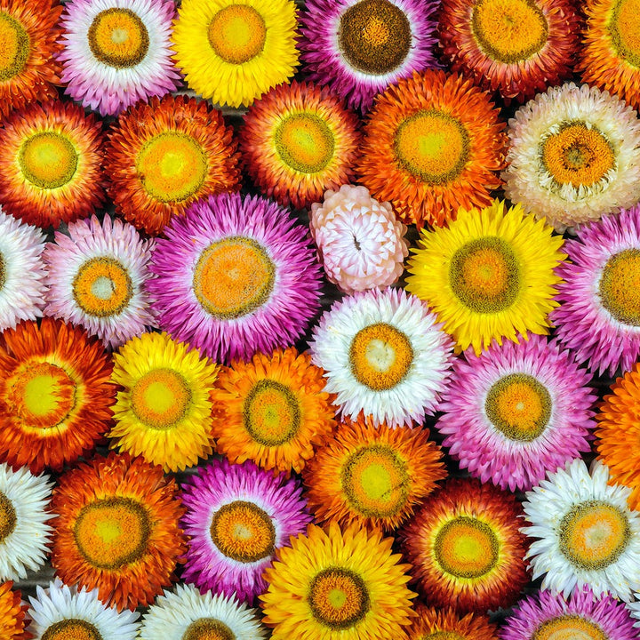 Everlasting Strawflower Tom Thumb Mix | X 100 Seeds