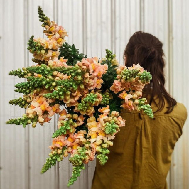 Snapdragon Costa Apricot Flower | X 50 Seeds
