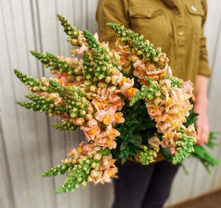 Snapdragon Costa Apricot Flower | X 50 Seeds