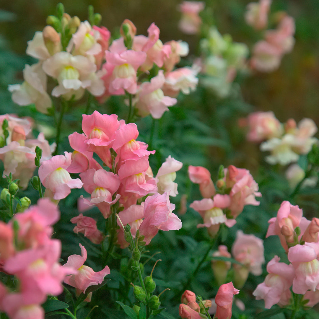 Snapdragon Costa Light Rose Flower | X 50 Seeds