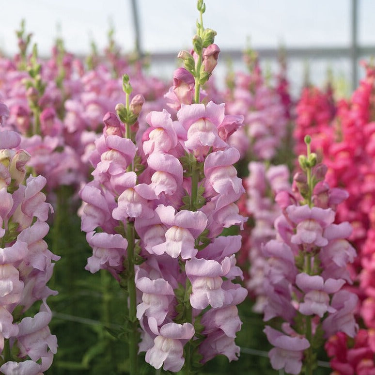 Snapdragon Opus III Lavender Flower | X 50 Seeds