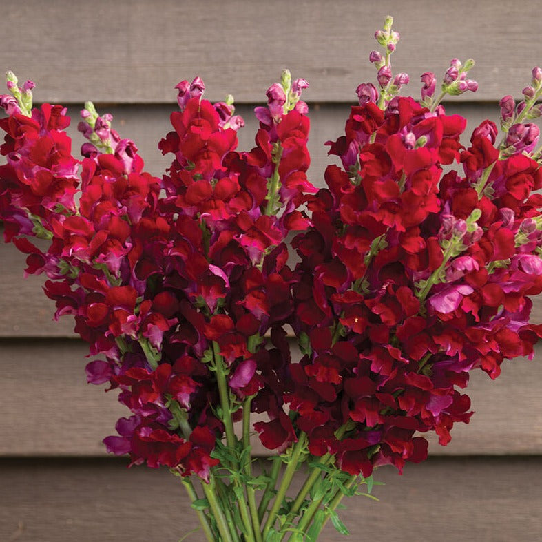 Snapdragon Costa Summer Velvet Flower | X 50 Seeds