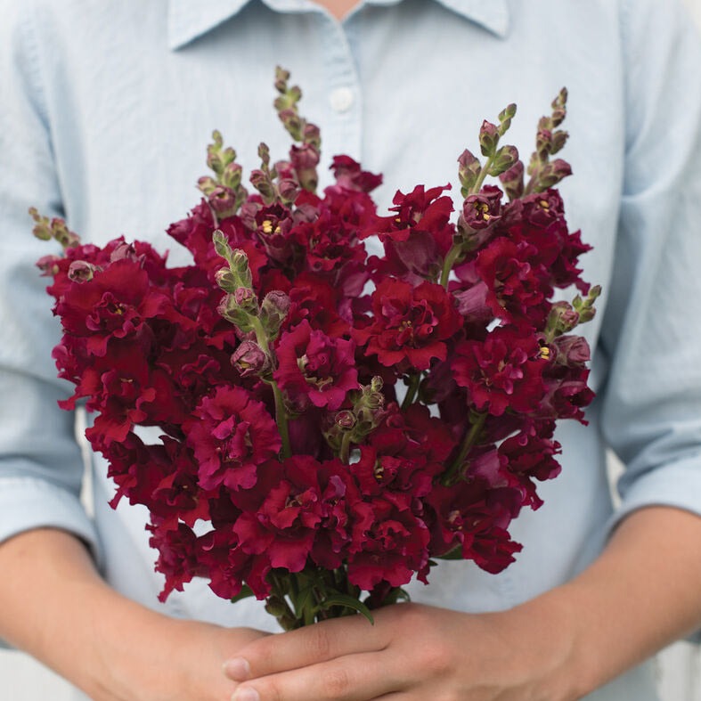 Snapdragon Madame Butterfly Red Flower | X 50 Seeds