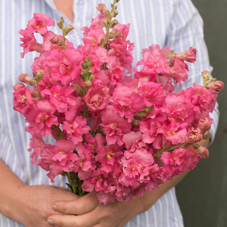 Snapdragon Madame Butterfly Rose Flower | X 50 Seeds