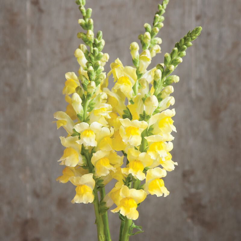 Snapdragon Costa Summer Yellow Flower | X 50 Seeds