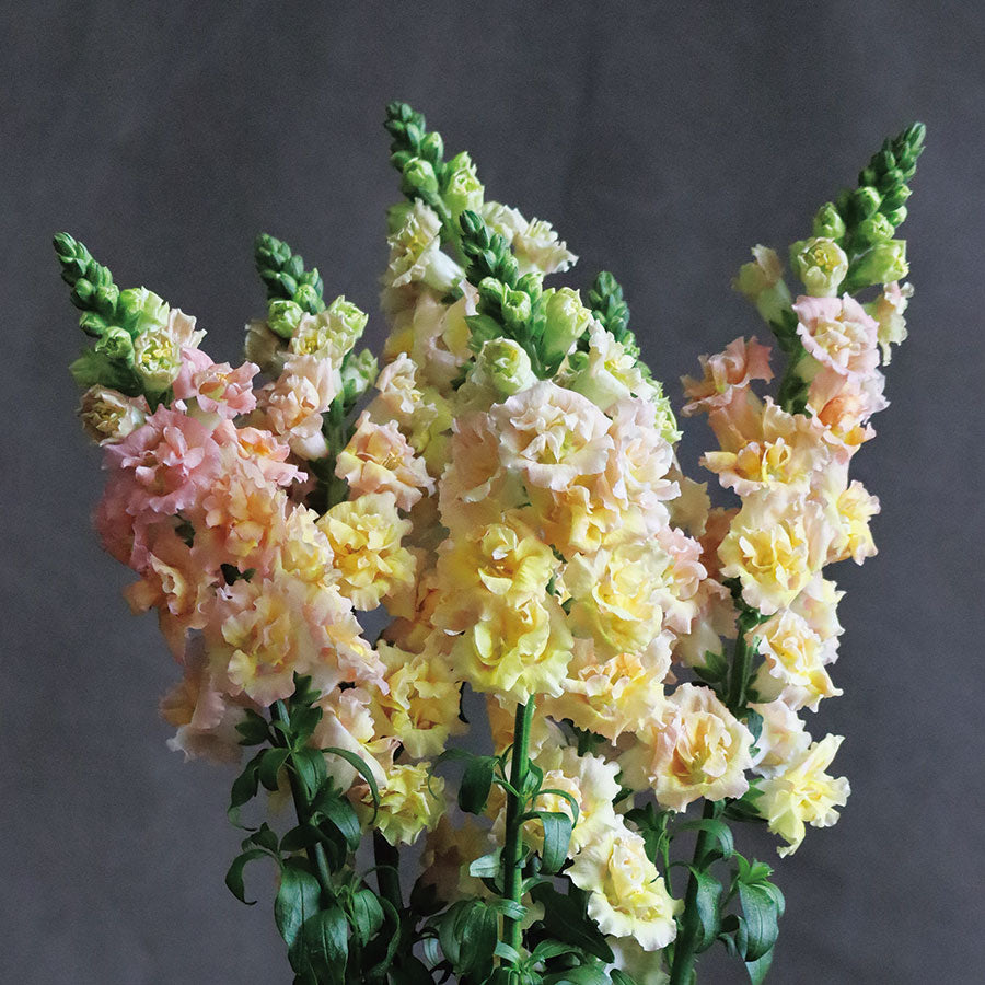 Snapdragon Snapstar Champagne Flower | X 50 Seeds - COMING SOON