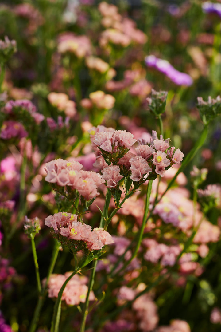 Statice Apricot Flower | X 50 Seeds