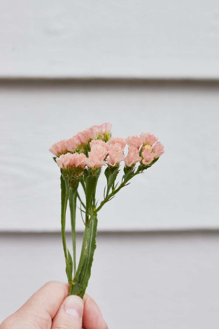 Statice Apricot Flower | X 50 Seeds