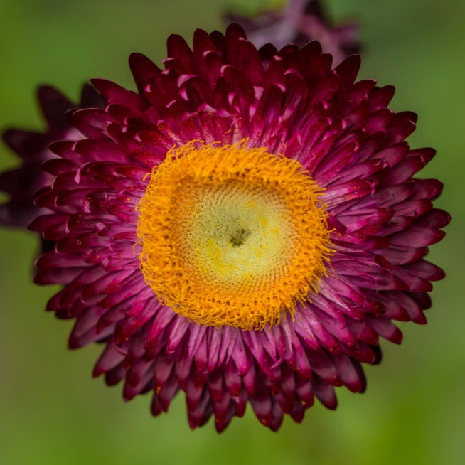 Everlasting Strawflower Scarlet  | X 100 Seeds
