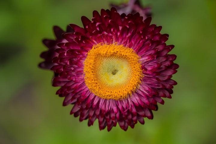 Everlasting Strawflower Scarlet  | X 100 Seeds