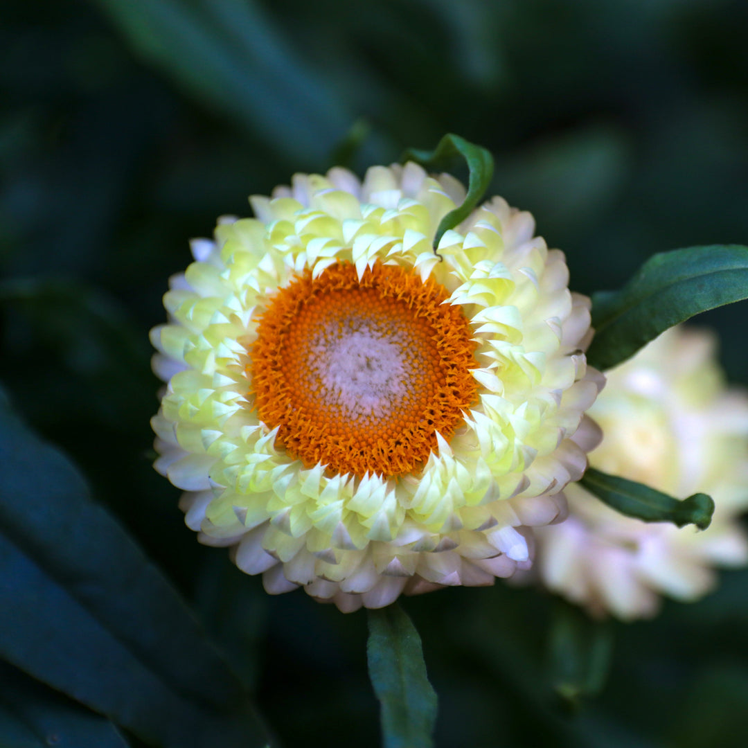 Everlasting Strawflower Frosted Sulphur | X 100 Seeds