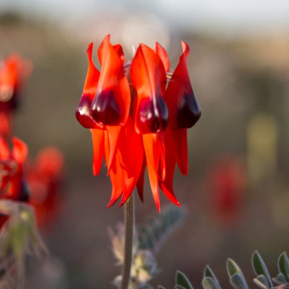 Sturt's Desert Pea Swainsona formosa Australian Native | X 20 Seeds