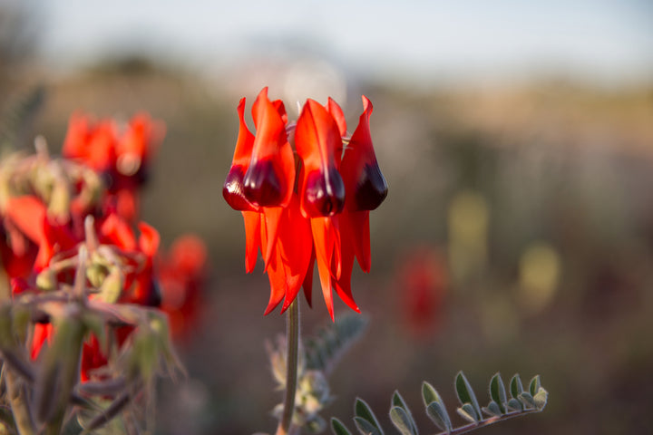 Sturt's Desert Pea Swainsona formosa Australian Native | X 20 Seeds
