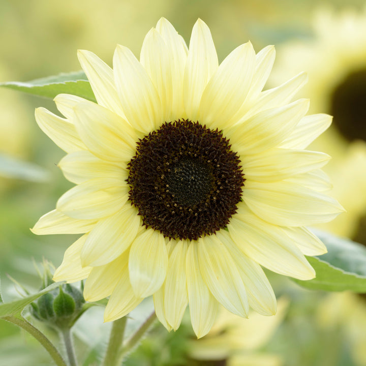 Sunflower Dwarf Lemon Bling Flower | X 20 Seeds