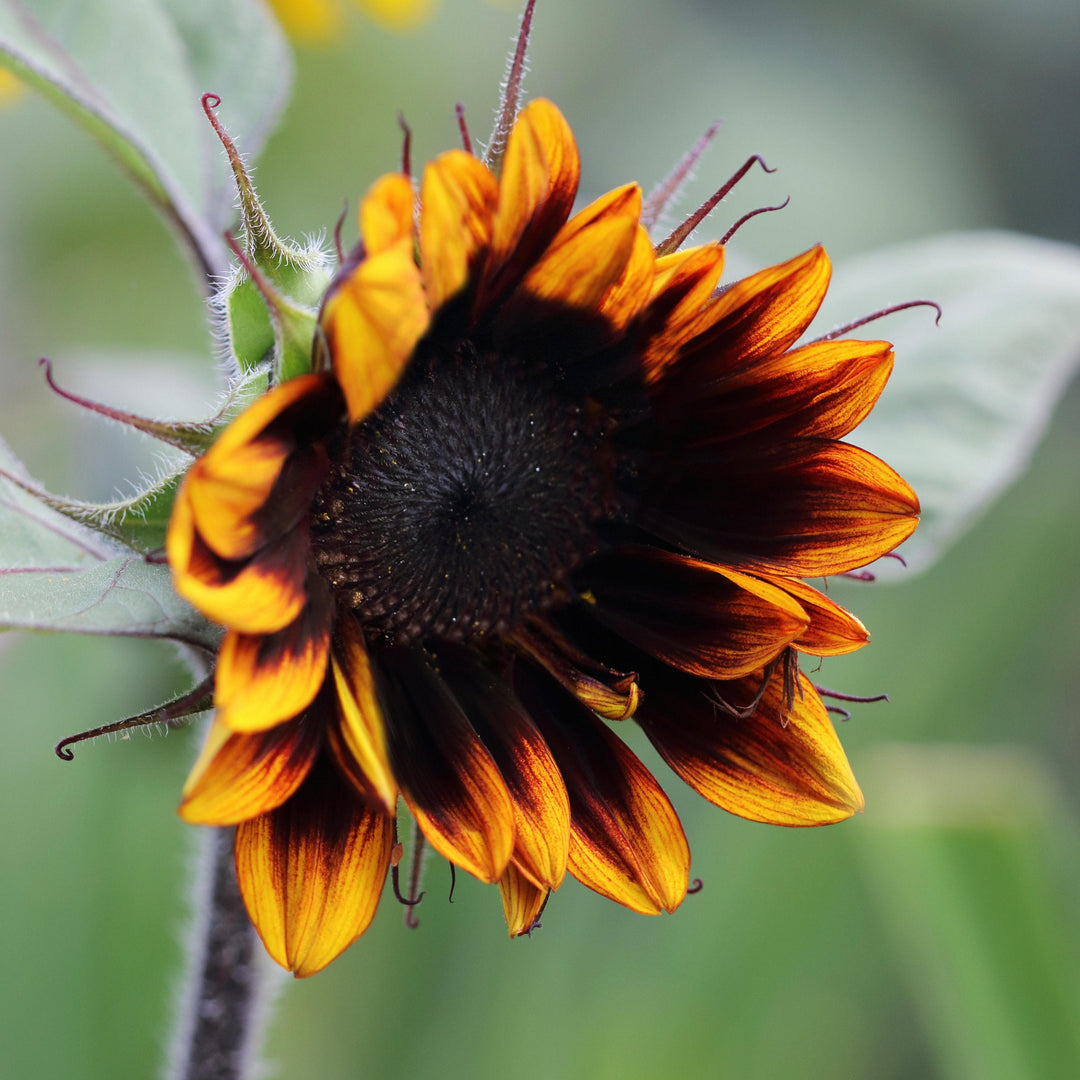 Sunflower Royal Velvet Flower | X 15 Seeds