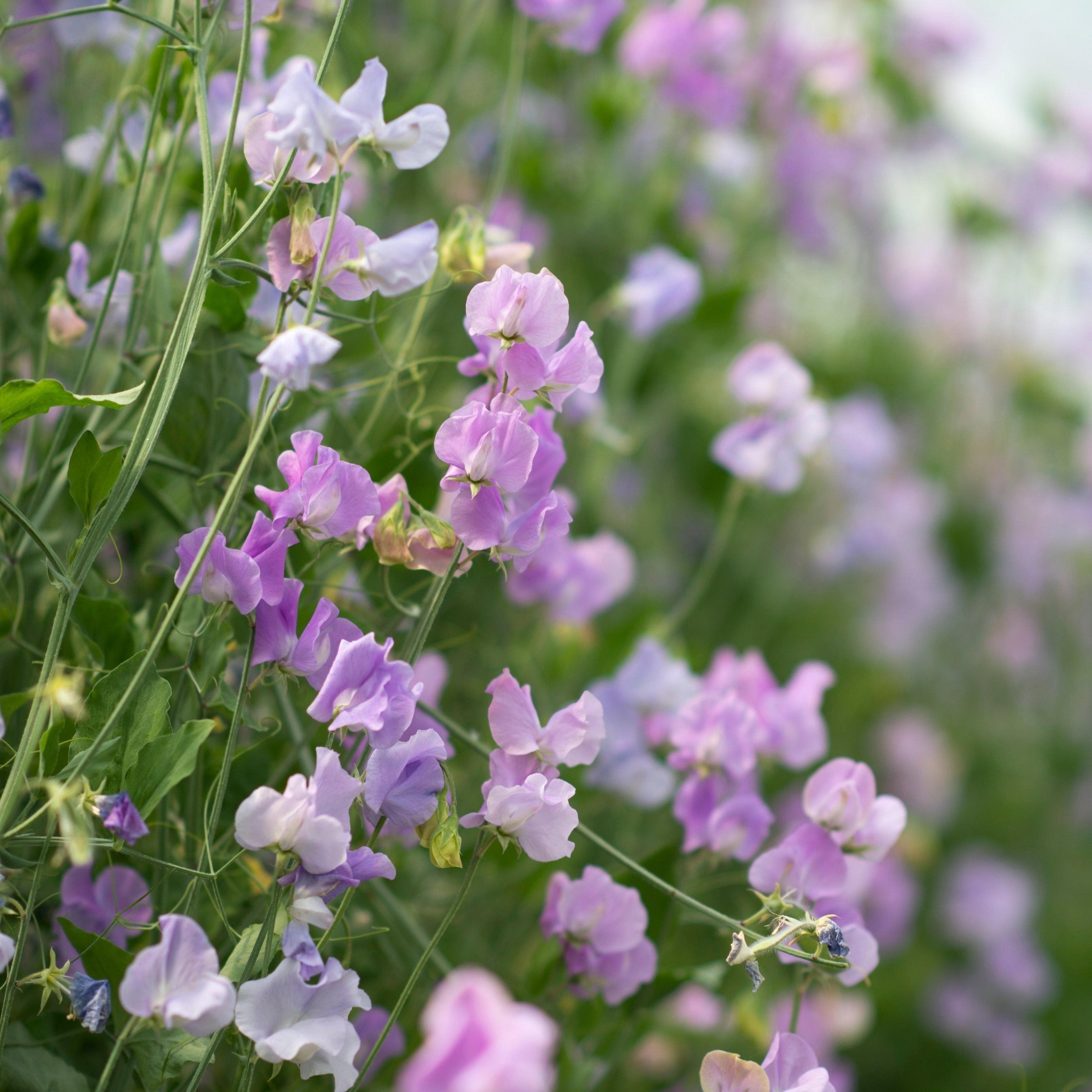 lavender pea flower Sweet Pea Elegance Lavender Flower