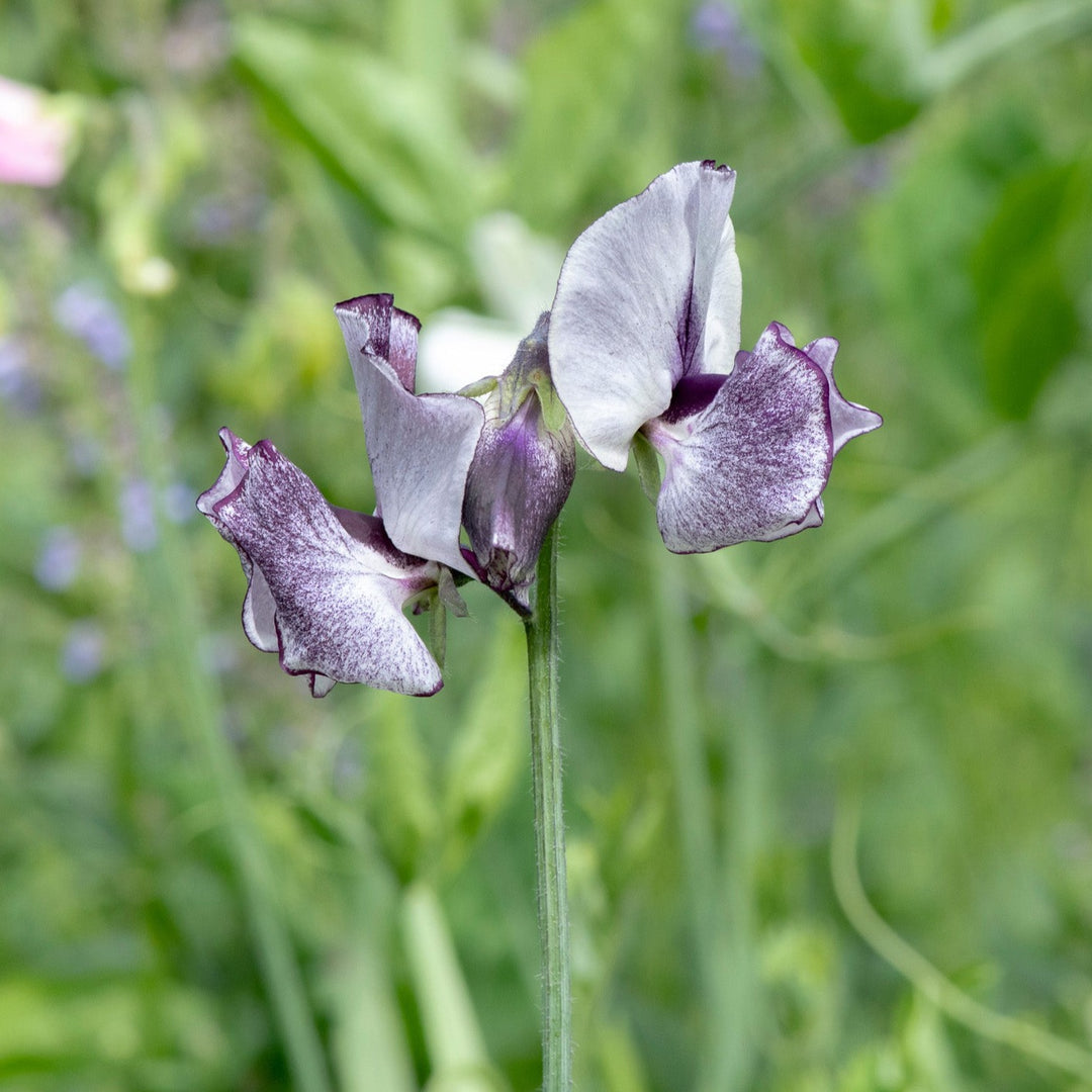 Sweet Pea Nimbus Flower | X 15 Seeds