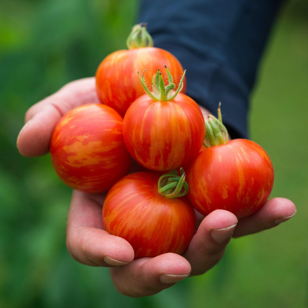 Tomato Tigerella | X 100 Seeds (Not To WA)
