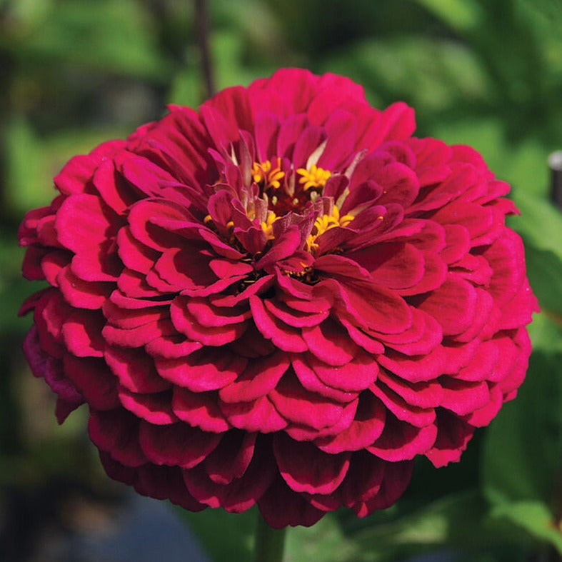 Zinnia Benary's Giant Wine Flower