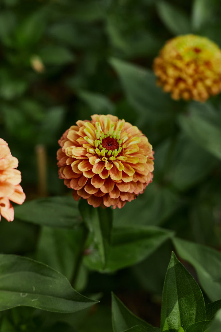 Zinnia Queeny Orange with Lime Flower | X 30 Seeds