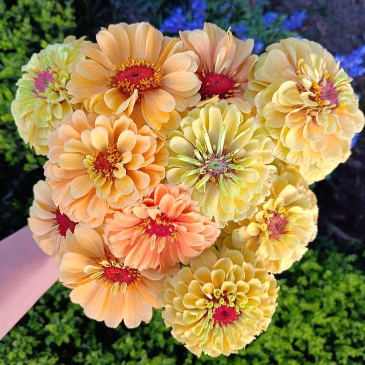 Zinnia Queeny Lemon Peach Flower | X 30 Seeds