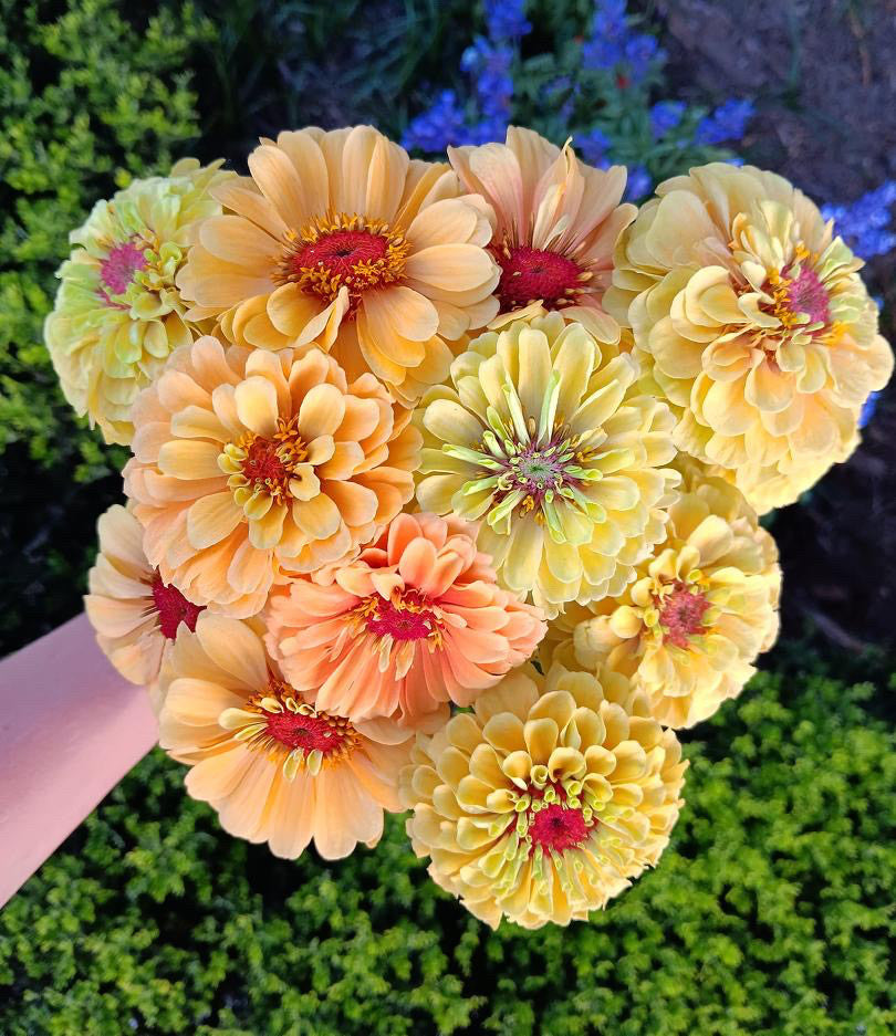 Zinnia Queeny Lemon Peach Flower | X 30 Seeds