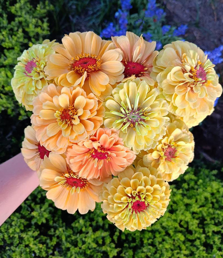 Zinnia Queeny Lemon Peach Flower | X 30 Seeds