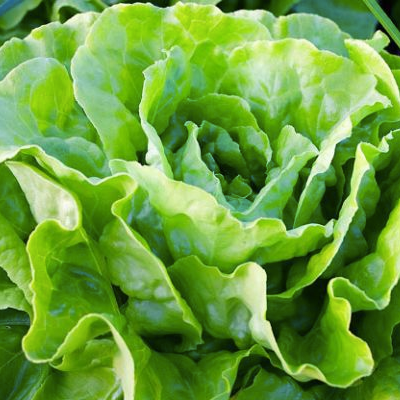 Lettuce All Year Round