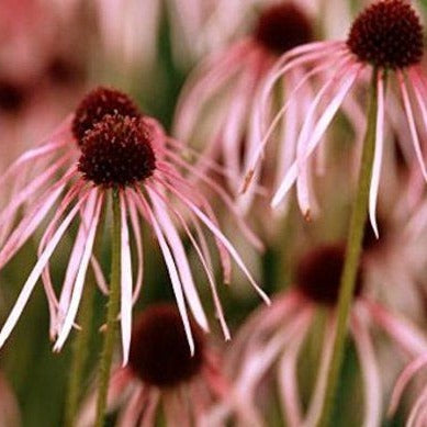 Echinacea Pallida Flower
