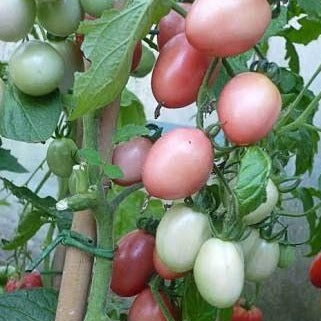 Tomato Thai Pink Egg