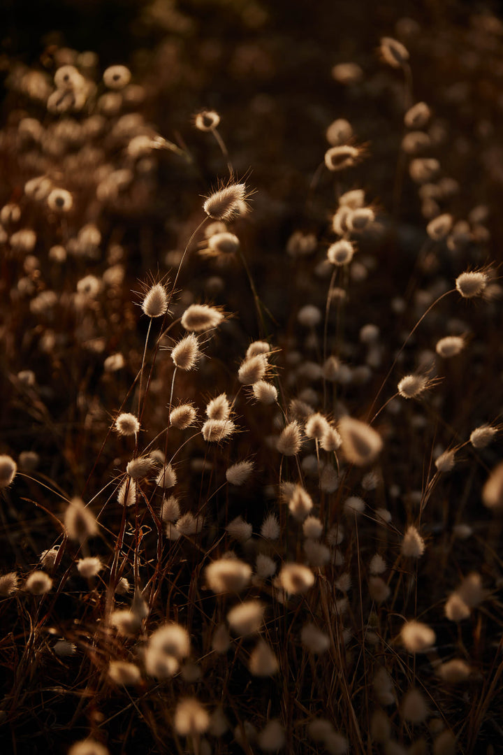 Bunny Tail Grass Lagurus Ovatus