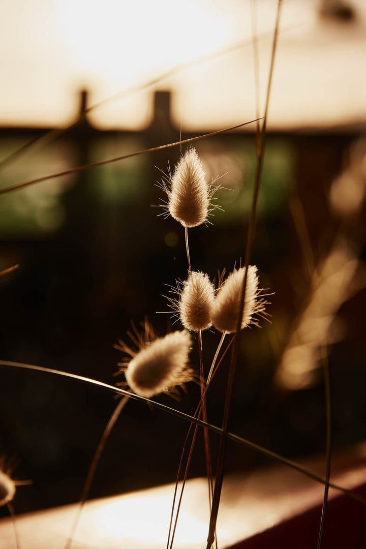 Bunny Tail Grass Lagurus Ovatus