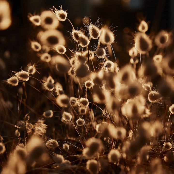 Bunny Tail Grass Lagurus Ovatus
