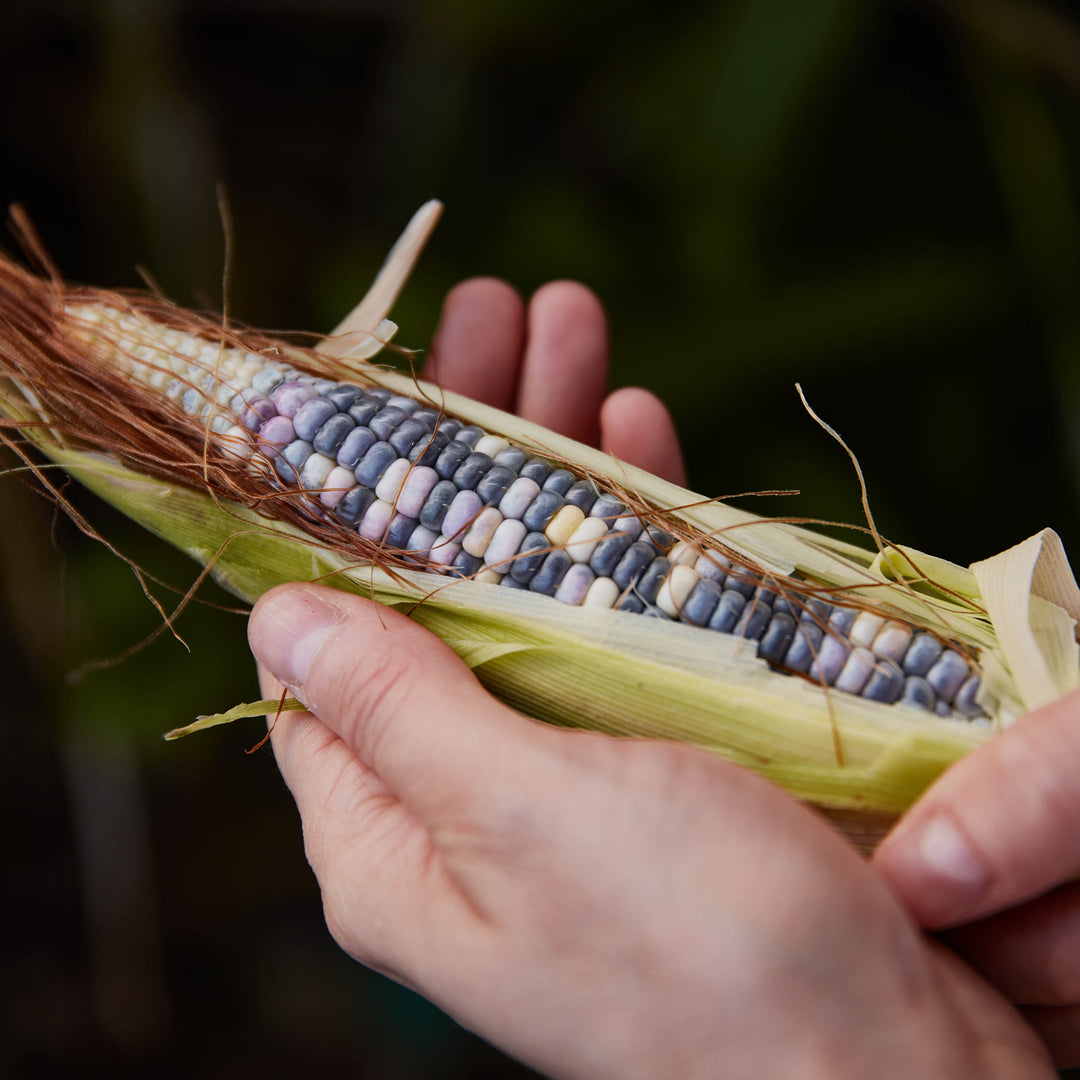 Corn Glass Gem Rainbow Vegetable | X 20 Seeds