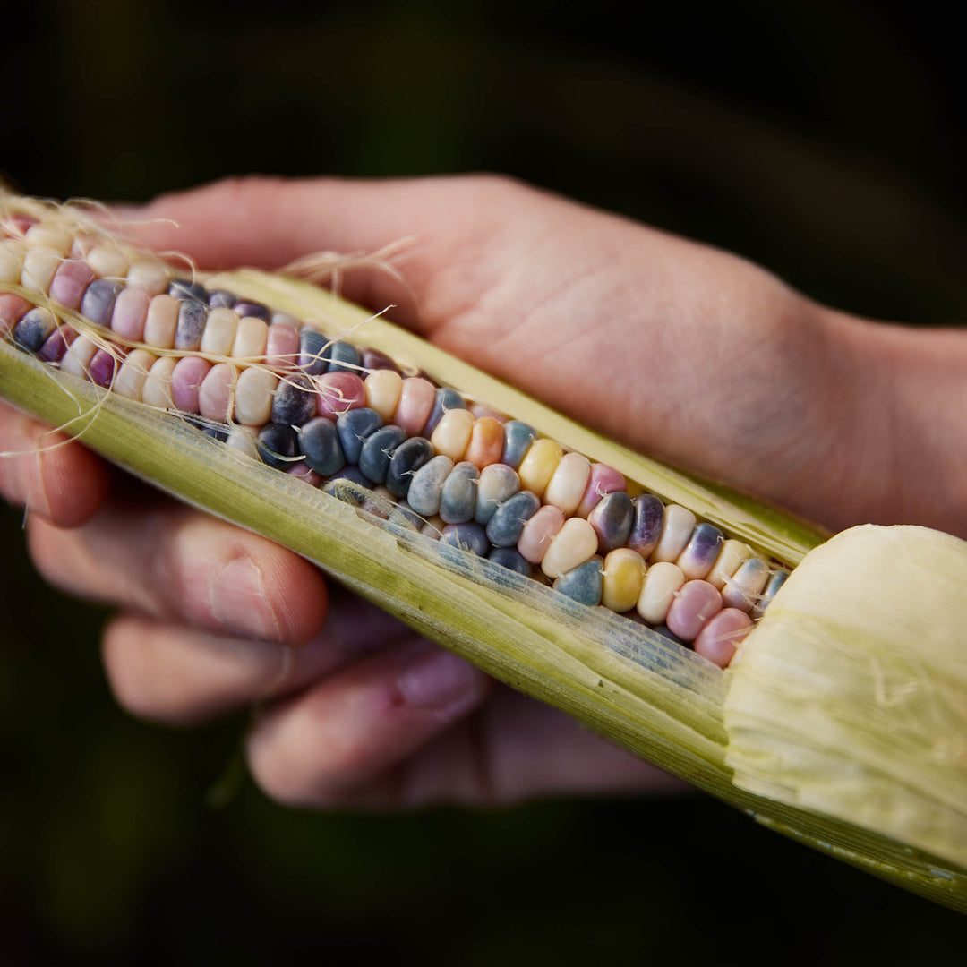 Corn Glass Gem Rainbow Vegetable | X 20 Seeds