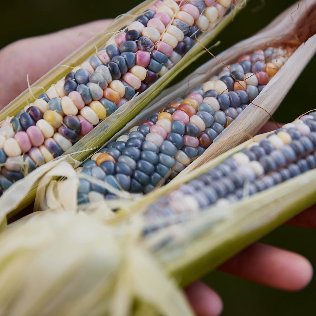 Corn Glass Gem Rainbow Vegetable | X 20 Seeds