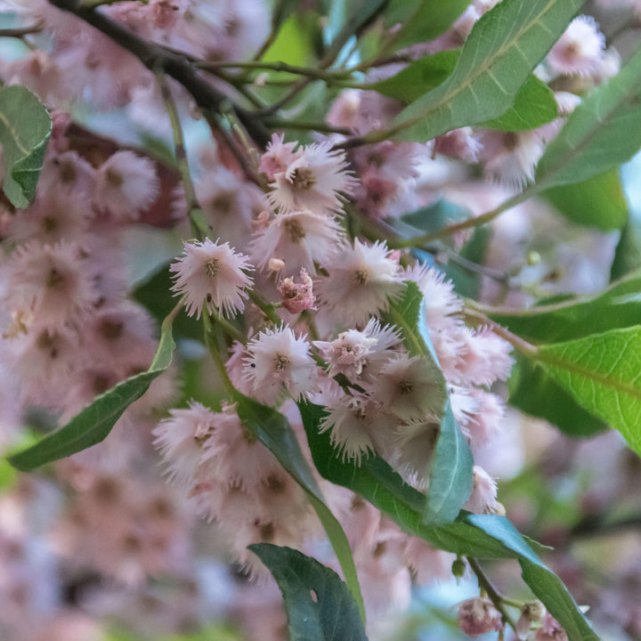 Blueberry Ash Australian Native